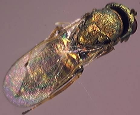 Pteromalidae 12